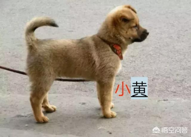 中国土狗凶猛吗:为什么土狗在城市里不好养？ 中国哪里的土狗体型比较大
