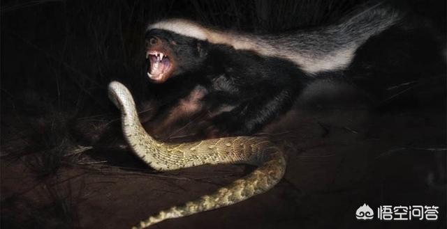 平头哥蜜獾图片:动物中的蜜獾是什么，它有多厉害，它的天敌是什么？