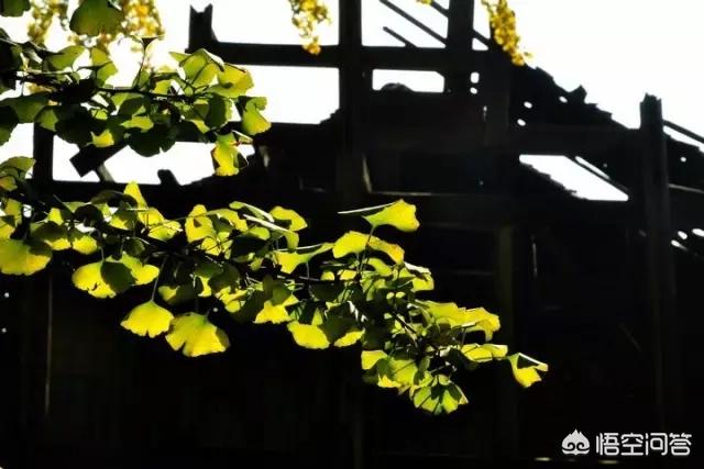 娘娘山海拔,贵州盘州市哪个景区最好玩？