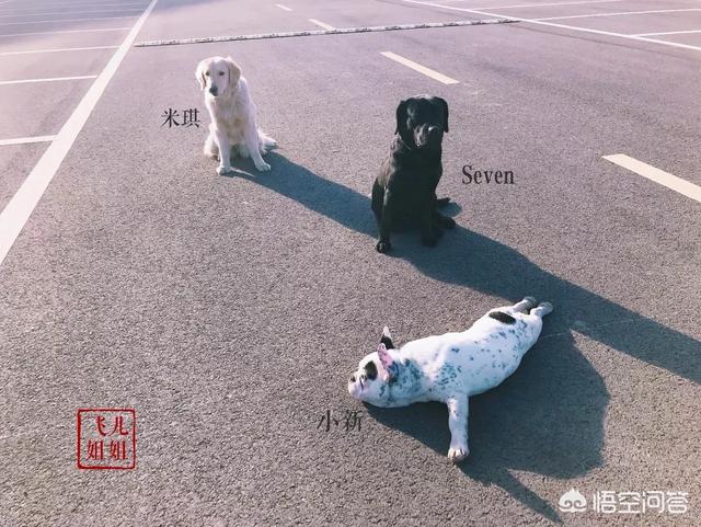 唐伟敏训犬教程百度网盘:去哪里可以学习当一名训犬师？