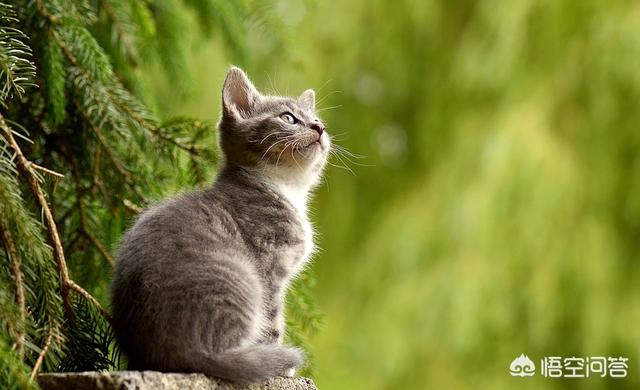 这些软萌的动物很致命，除了猞猁，还有哪些长相呆萌，实则性格凶残的动物？