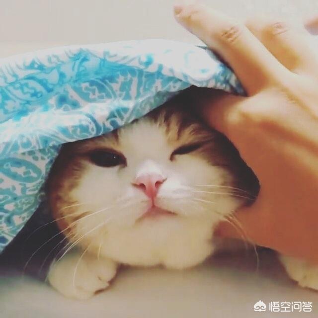 猫流口水是害怕的表现:猫咪有哪些反常举动，说明它生病了？