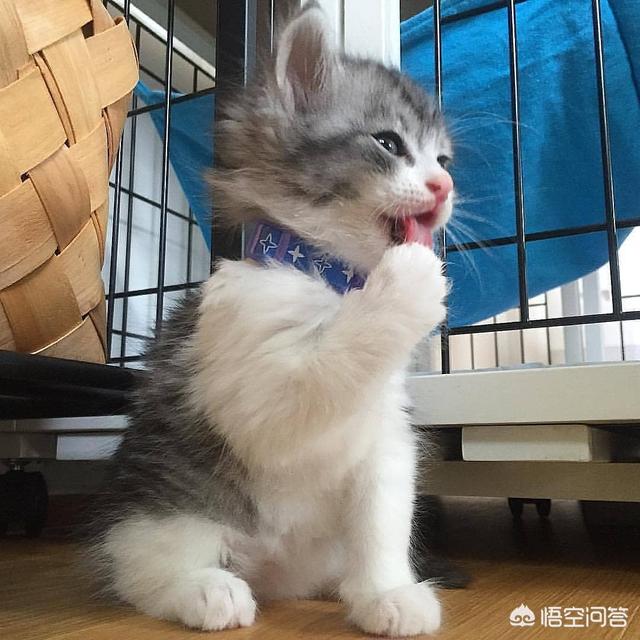 猫流口水是害怕的表现:猫咪有哪些反常举动，说明它生病了？