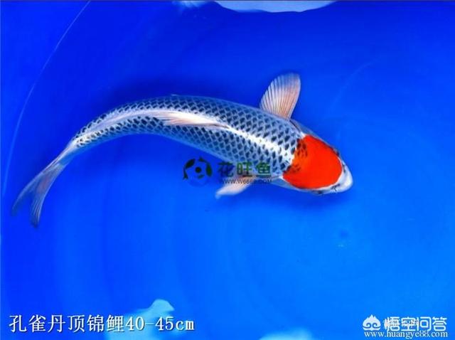 锦鲤鱼图片:锦鲤鱼图片大全大图 锦鲤无精打采，趴缸，不知原因？