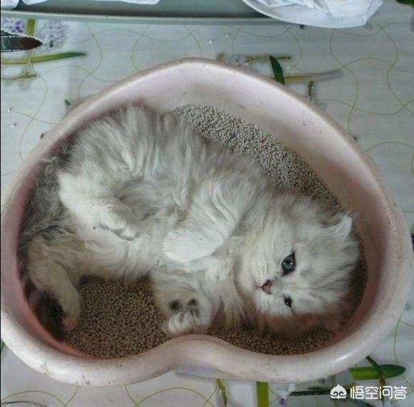为什么我家猫不会埋屎:为什么猫大小便都会先挖个坑，拉完后也懂得把便便埋掉呢？