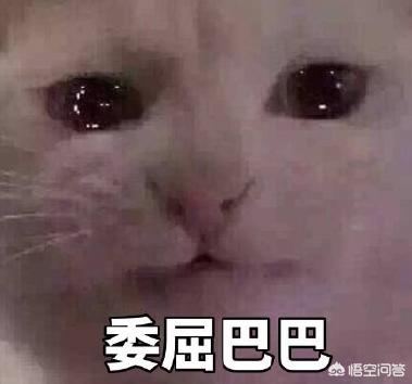 奢侈品包包排行如何？