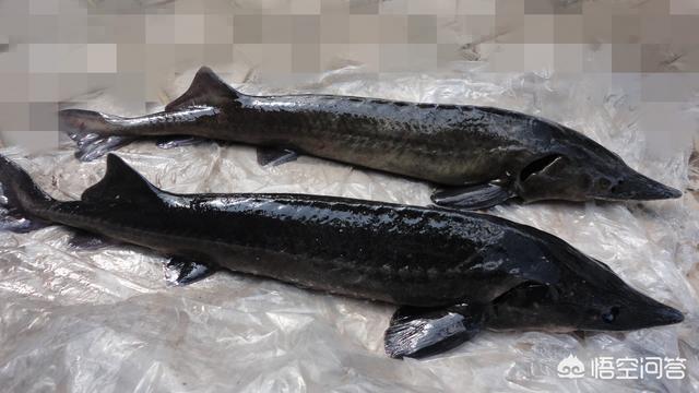 9年前湖中曾出青鱼王212斤:青鱼多久能长到十斤以上，养殖的时候应该注意什么？