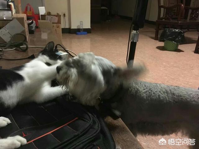 春节宠物寄养一笼难求:北上广深的小伙伴们，过年了宠物带不走，你们怎么办？