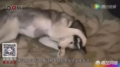 哈时期:俄式“哈士奇”级核潜艇，性能比名字更靠谱吗？ 哈时玛是大牌吗