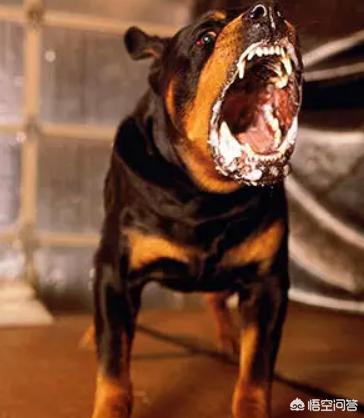 罗威拿犬:猛犬界的两位大佬，卡斯罗犬和罗威纳犬该如何取舍？ 罗威纳犬哪里有卖