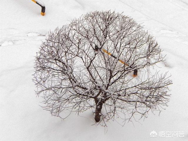 哪位能人,能说出几句关于“雪”的诗词歌赋,让小编看到你们的ID呗？