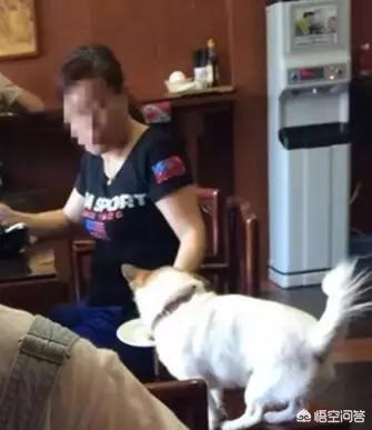 玉林狗贩虐狗逼爱狗者不买就夹死:最近养狗问题频出，是大众整体素质不高，还是养狗者自身的问题？ 玉林虐狗事件最新消息