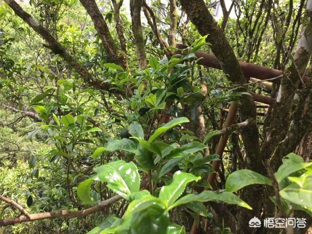 十大名茶评比福建上榜几个，十大名茶和历史名茶以及市场名茶怎么分类