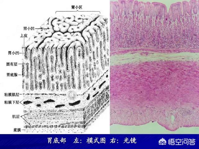 胃癌晚期症状：胃癌晚期症状能活多久