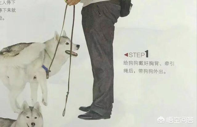 朵拉训练狗狗在线小游戏:如何训练狗狗在遛狗时就在你身边，不往前冲，也不扑人和到处闻？ 朵拉救狗狗小游戏试玩