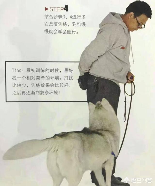 朵拉训练狗狗在线小游戏:如何训练狗狗在遛狗时就在你身边，不往前冲，也不扑人和到处闻？ 朵拉救狗狗小游戏试玩