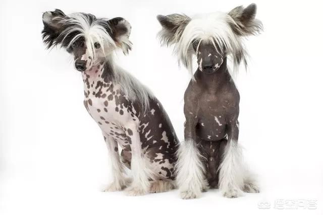 冠毛犬这么丑，为什么还会有人养？