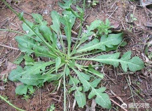 农村不知名的野菜,你见过哪些？