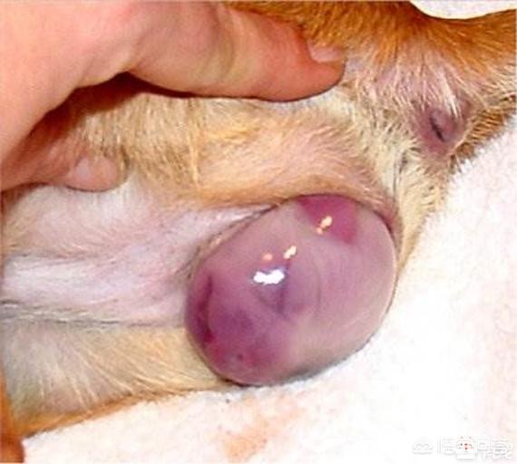 交配过程:家养的边牧生小狗，是怎样的过程？