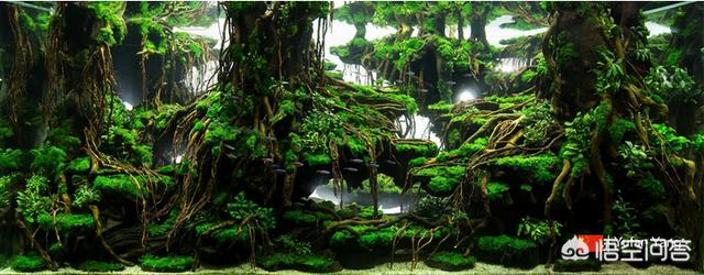 水草 竹节草:鱼缸里种什么种类的水草最容易打理? ？