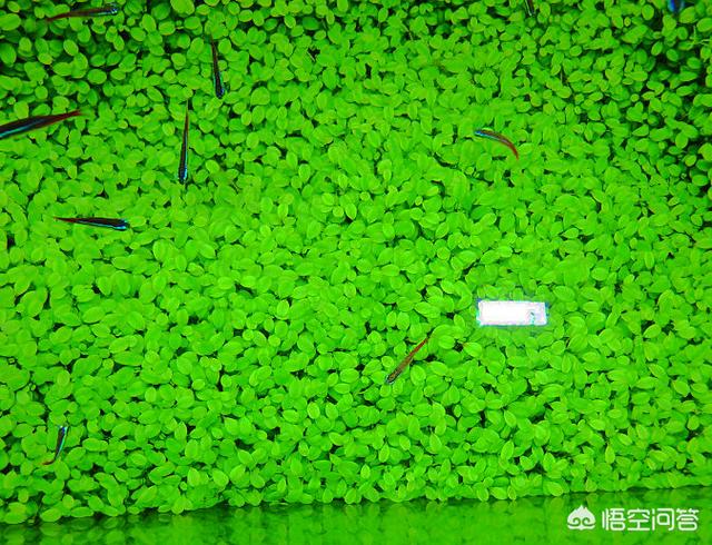 水草 竹节草:鱼缸里种什么种类的水草最容易打理? ？