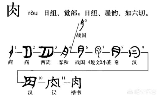 头条问答 为什么表达器官的汉字都与 月 有关 不健康的汉字多有 疒 这个部首 25个回答