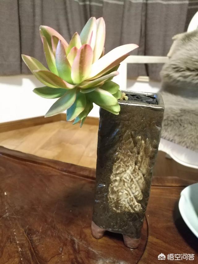 想种植盆景 哪种比较好 头条问答