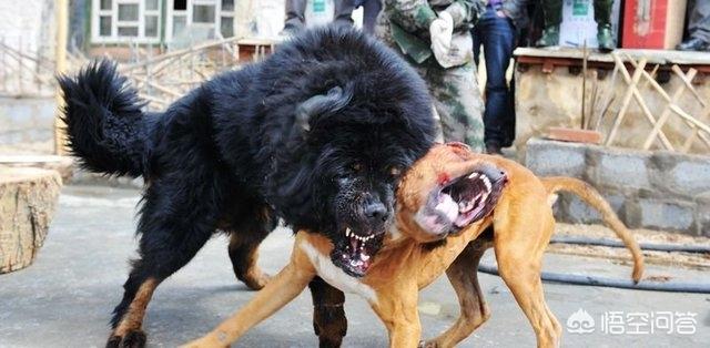 比特犬打架视频:比特犬vs藏獒，哪个会赢？