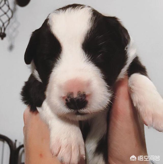 沈阳边境牧羊犬吧:想养一只中小型的狗，雪纳瑞和边牧哪个好一点？