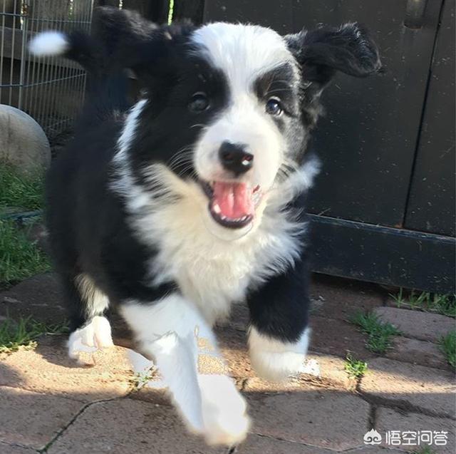 沈阳边境牧羊犬吧:想养一只中小型的狗，雪纳瑞和边牧哪个好一点？