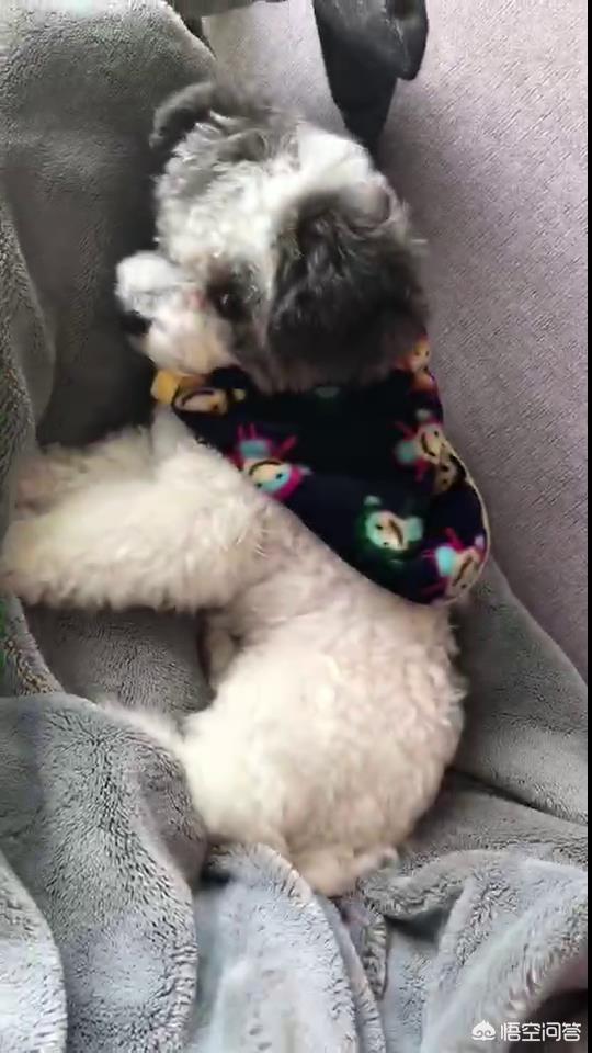 宠物服装冬装:狗狗冬天有必要穿衣服吗？
