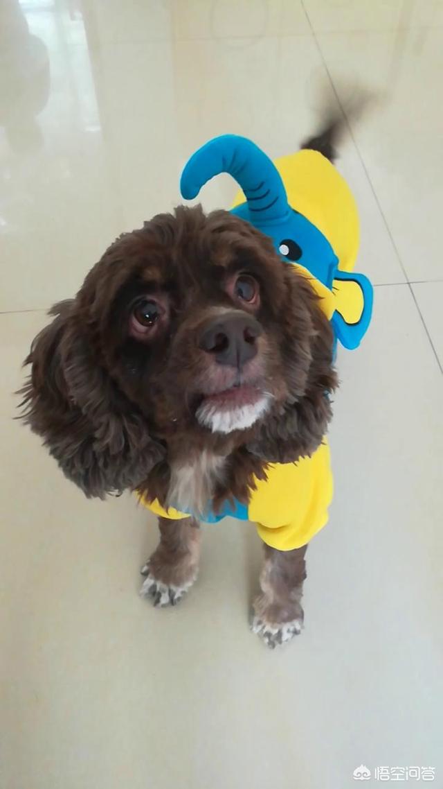 宠物服装冬装:狗狗冬天有必要穿衣服吗？