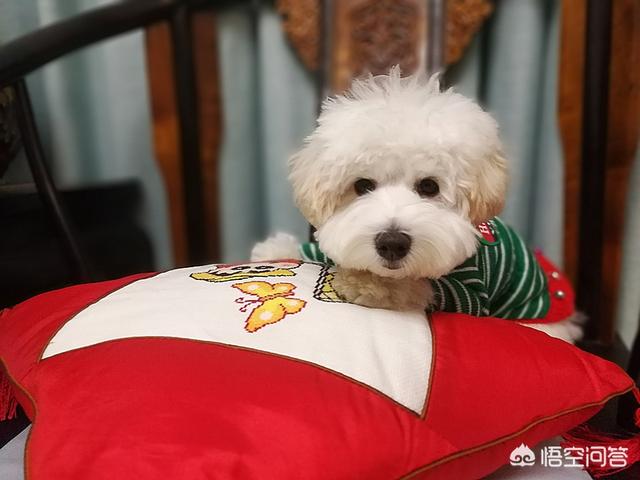 宠物服装冬装:狗狗冬天有必要穿衣服吗？