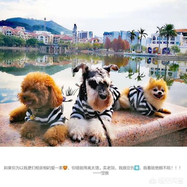 宠物服装冬装:狗狗冬天有必要穿衣服吗？