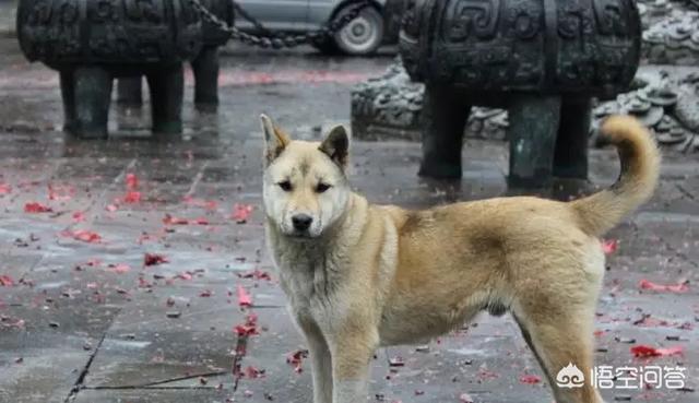忠心大黄狗推残疾主人:农民常说家狗不咬女婿，未曾谋面的狗狗真的会不咬新女婿吗？
