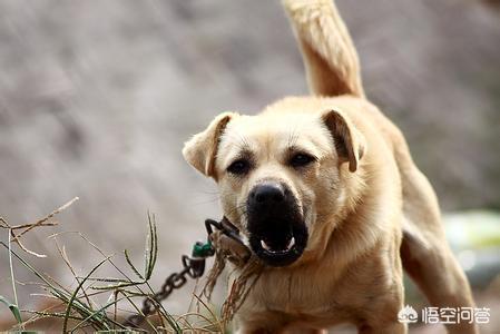 真实可爱狗狗视频:你会养一只可爱的中华田园犬嘛？还是有名的品类狗狗？