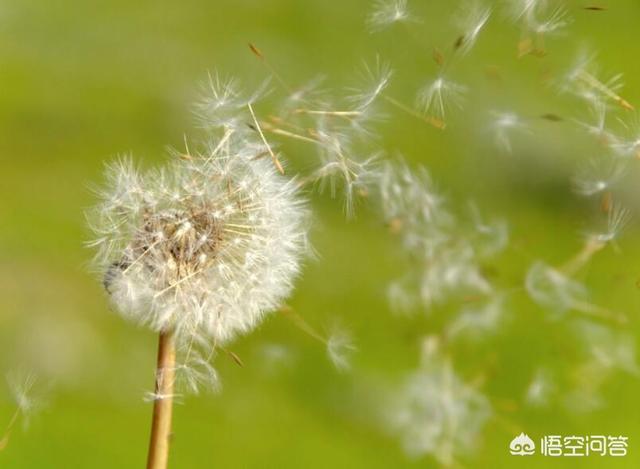 头条问答 哪种植物的种子会飞 16个回答