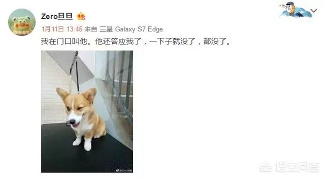 成都摔狗事件跟踪:如何看待“摔死柯基犬的人，嚎啕大哭着道歉”这种行为？