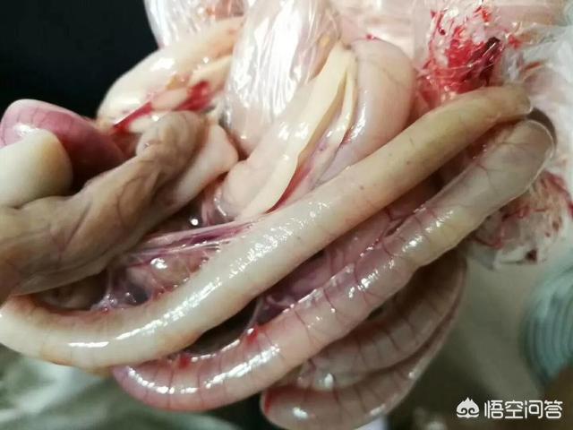 鸡球虫:怎么知道鸡得的是哪种球虫病？