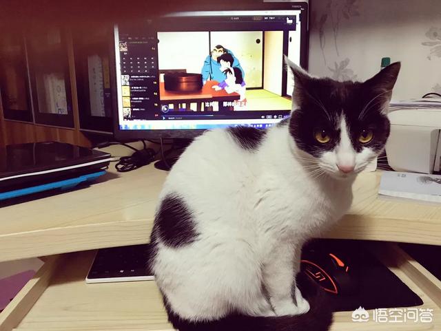 星际养猫指南百度贴吧:星际养猫指南txt 家里养的猫不想养了怎么处理可以不造成麻烦？