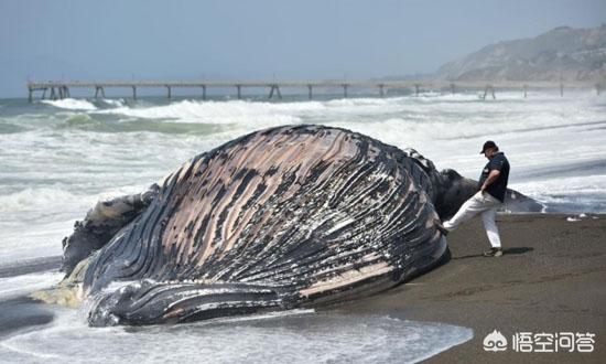 鲸鱼睡觉怎么呼吸，海洋哺乳动物的呼吸法则，鲸鱼用肺呼吸为何会搁浅而亡呢