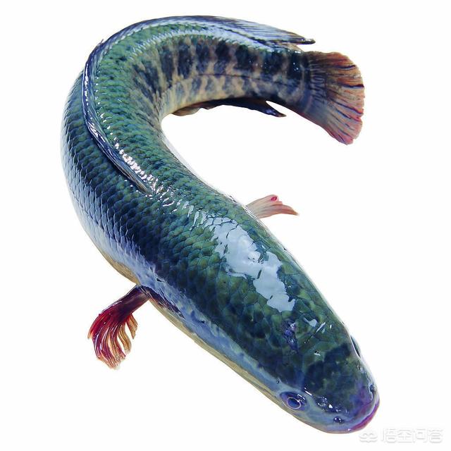 世界上最凶猛的淡水鱼图片:鳄雀鳝和黑鱼哪个厉害，可以一起养吗？