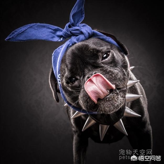 八哥犬图片:为什么养八哥犬的人那么少？