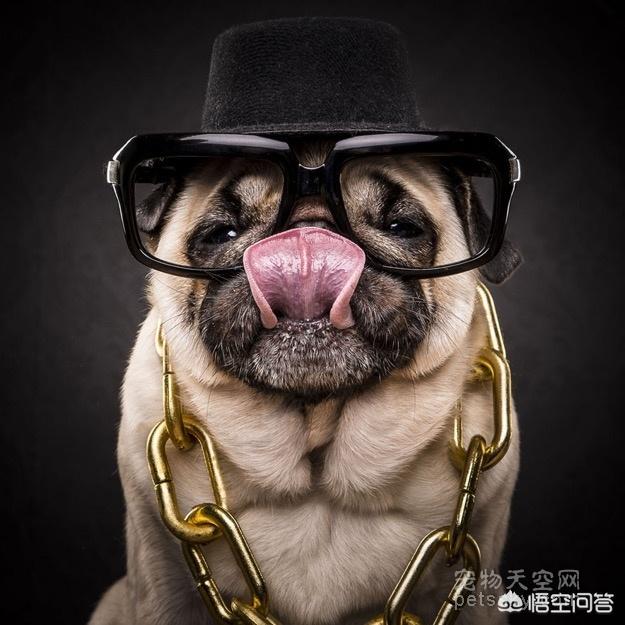 八哥狗图片大全可爱:给巴哥狗狗取个好听可爱的名字？