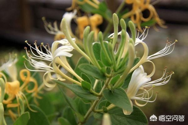 龙爪起哪些消炎作用，有哪些植物可以药食也可以做盆栽？