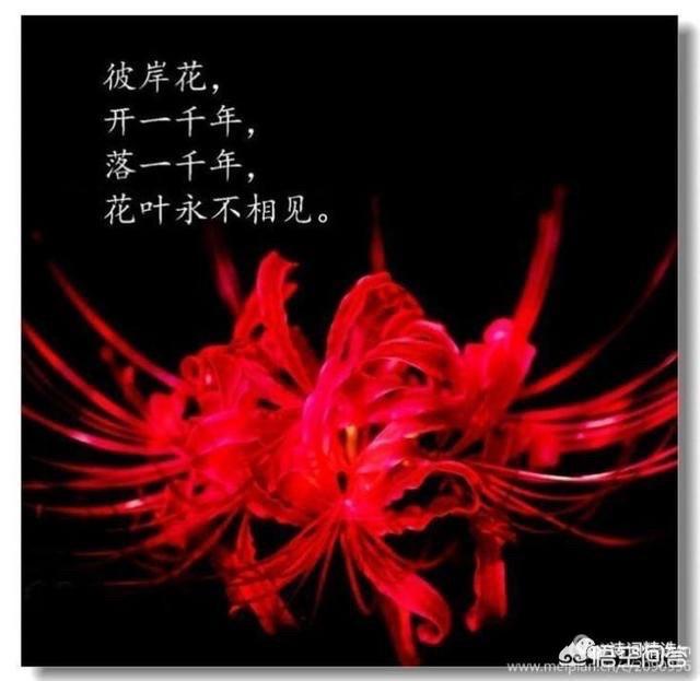 彼岸花的故事来源是什么？