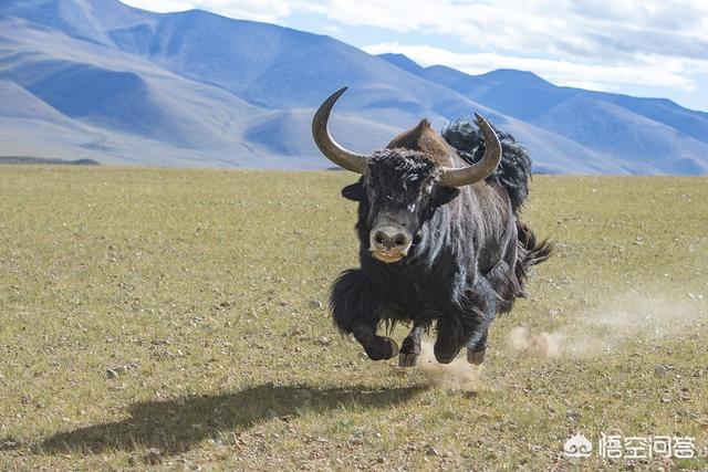 罗布泊被称为什么，西藏羌塘为什么被称之为“生命禁区”