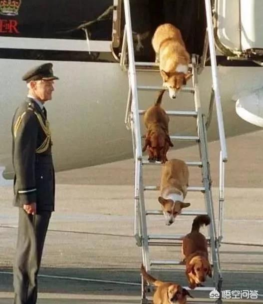 英国皇室犬柯基价格:为什么有人说养狗要养柯基犬？
