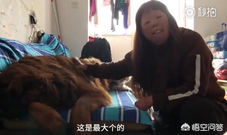 河南郑州公羊兔:怎么看待女子卖掉房子在郑州救助流浪狗？