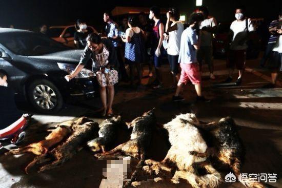 南京 童先生 摔狗:婴儿被狗撞残，狗主人拒赔被拘留15天，又是狗祸！你怎么看？